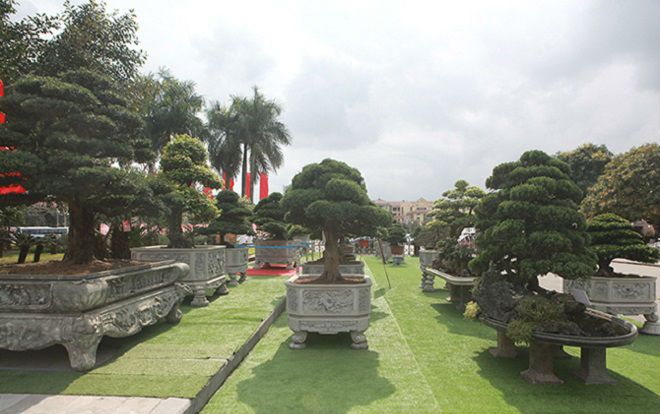 Đại gia Thái Nguyên mang cả vườn cây triệu đô đi triển lãm