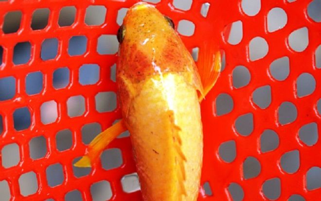 Cá rô vàng mắc lưới người dân Quảng Ngãi