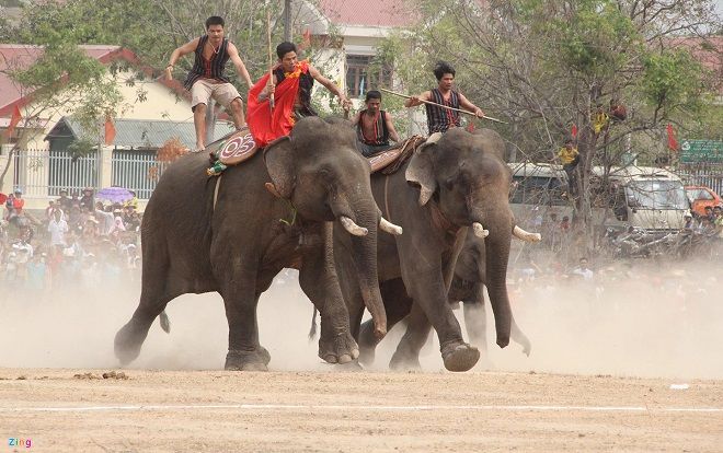 Khán giả trèo lên cây xem voi đá bóng giữa trưa