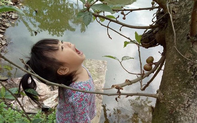 Bức ảnh đáng yêu nhất MXH: Tin lời chị gái cô bé há hốc miệng chờ sung rụng theo nghĩa đen và cái kết khiến dân mạng phì cười