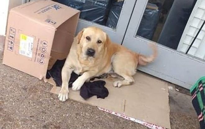 Chó trung thành chờ chủ đã chết suốt hơn một tuần ở bệnh viện