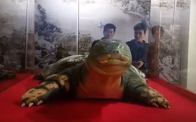 Cận cảnh tiêu bản rùa hồ Gươm sau 2 năm phục chế