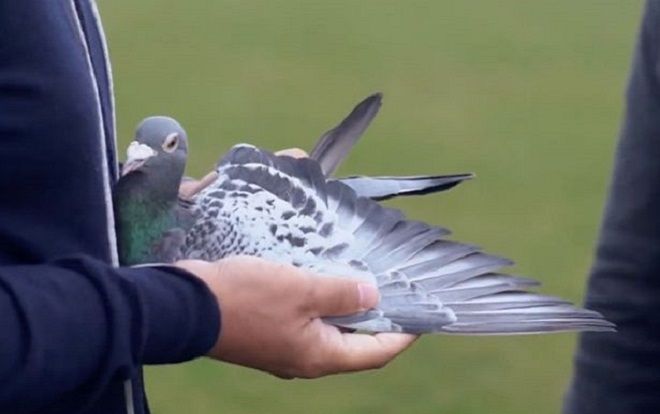 Đại gia bí ẩn vung 32 tỷ đồng chỉ để mua một con chim bồ câu