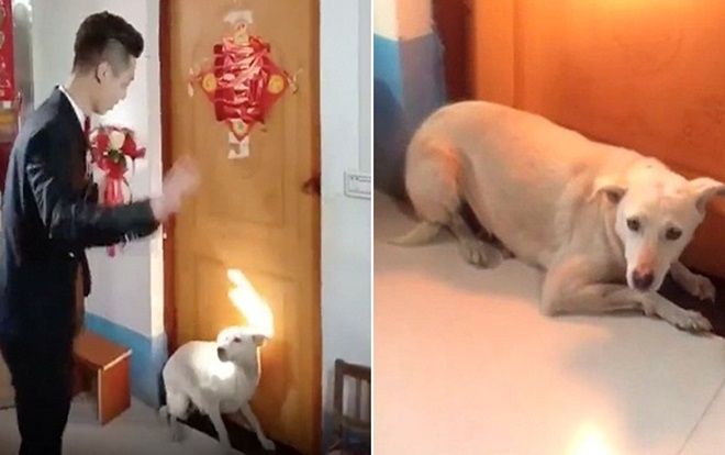 Chó quyết nằm lì trước cửa ngăn chú rể đón cô dâu trong ngày cưới