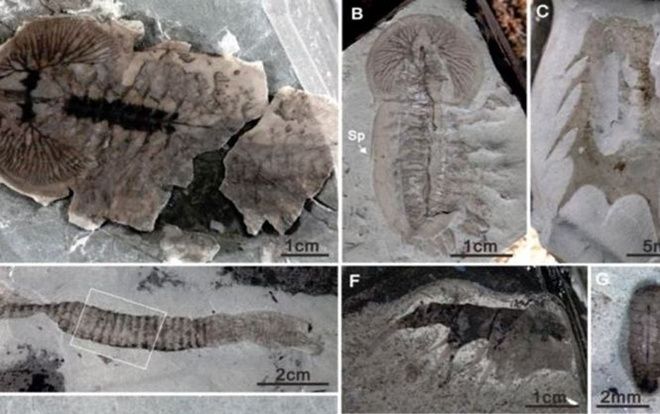 Trung Quốc: Phát hiện hàng chục ngàn hóa thạch 500 triệu năm tuổi