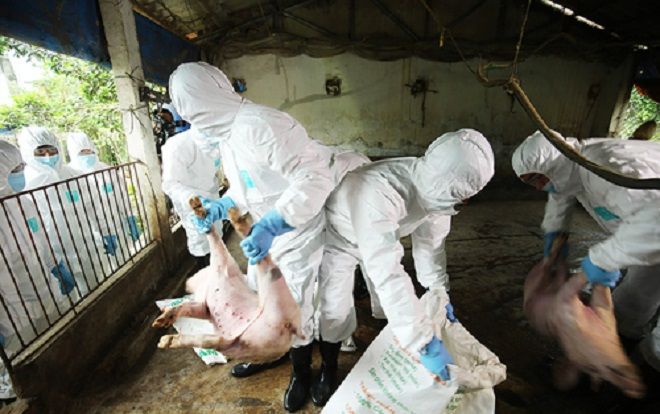Việt Nam nghiên cứu vắcxin dịch tả lợn châu Phi