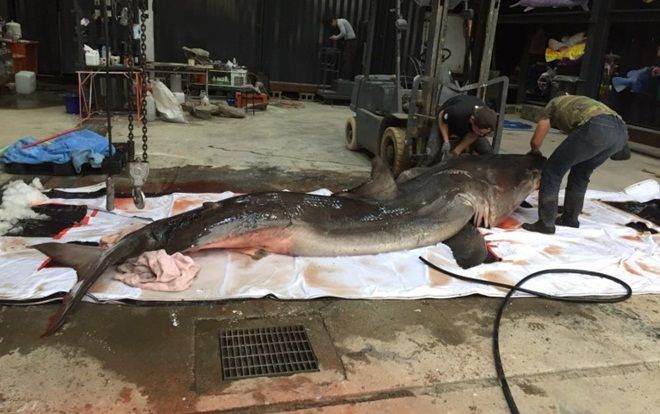 Mổ bụng cá mập trắng, xót xa với cảnh này bên trong