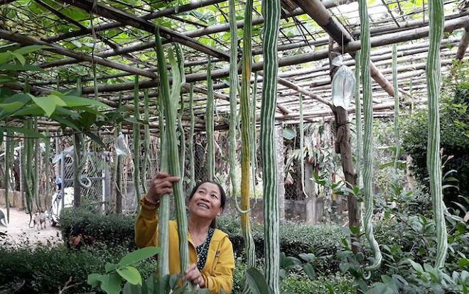 Hàng trăm quả mướp rắn trong khu vườn Quảng Trị, mỗi quả dài gần 2m