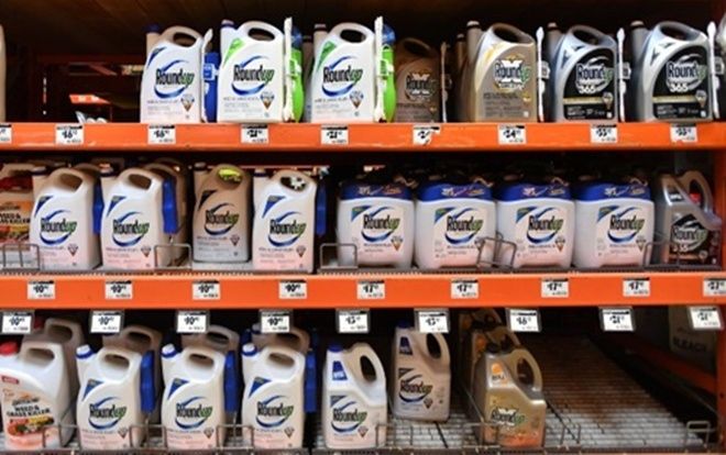 Monsanto phải bồi thường 81 triệu USD vì thuốc diệt cỏ gây ung thư