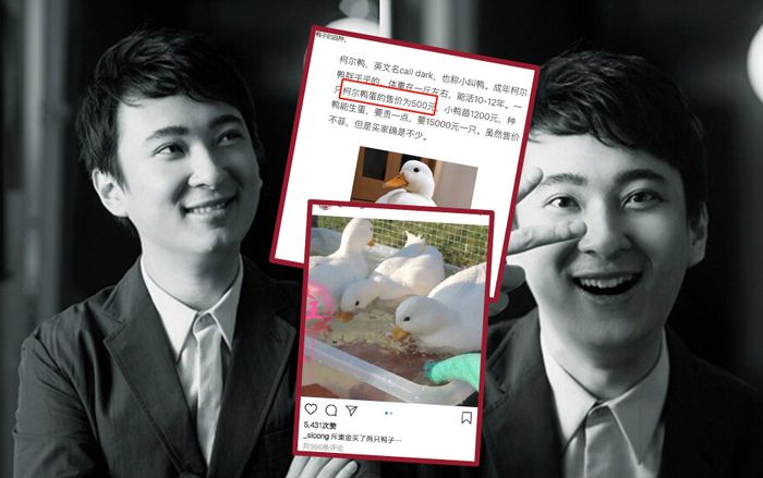 Đúng chất vịt cưng của thiếu gia giàu nhất Trung Quốc: Một quả trứng đẻ ra có giá trị gần 2 triệu đồng