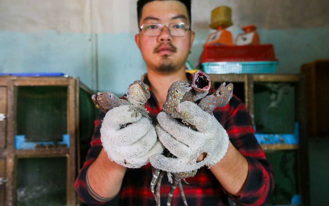 Nuôi tắc kè hoa thu hơn 50 triệu đồng mỗi tháng ở Sài Gòn