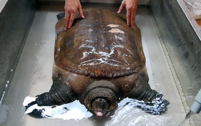 Ngư dân Đồng Nai bắt được cua đinh 42 kg