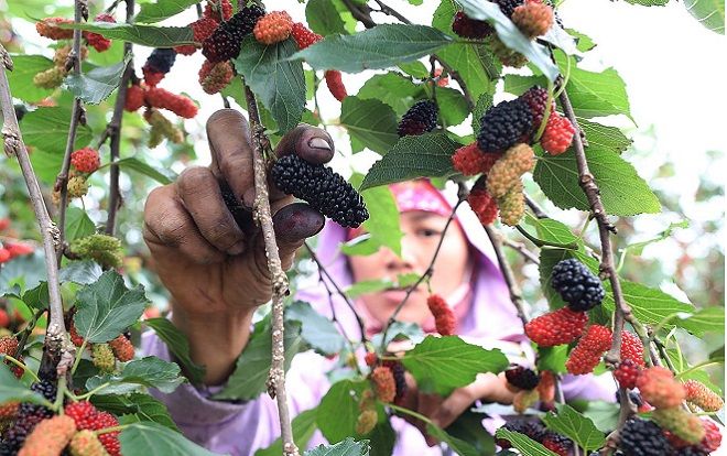 Người dân thu hoạch dâu chín ở ngoại thành Hà Nội