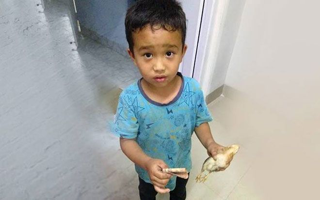 Vô tình làm gà con bị thương, cậu bé đưa gà đi bệnh viện với tất cả số tiền mình có