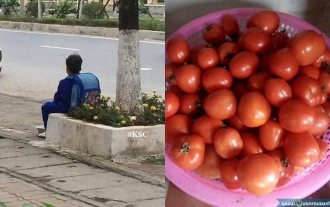 Giận mẹ, cậu bé xếp quần áo đi bụi còn mang theo rổ cà chua ra đầu ngõ để… 'khởi nghiệp' với giá 500k/quả