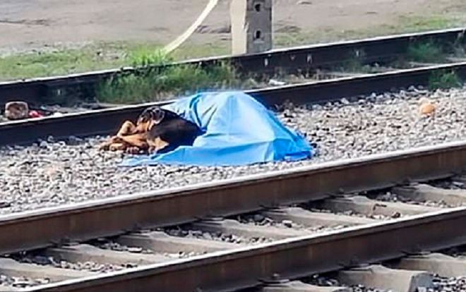 Chủ nhân bị tàu đâm chết, chú chó nằm lì ở bên cạnh một bước cũng không rời