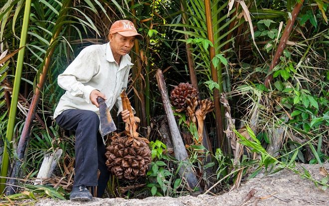 Lội vào đầm lầy hái dừa nước ở ngoại thành Sài Gòn