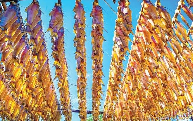 Mùa săn cá lẹp ở Cà Mau: Làm mỏi tay, phơi thơm nưng nức
