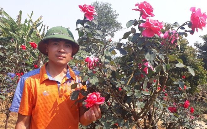 Vườn hồng cổ Trung Quốc bạc tỷ đẹp như mơ độc nhất vô nhị ở Lai Châu