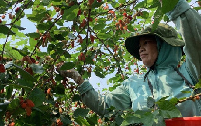 Mùa thu hoạch dâu, nông dân Hà Nội kiếm tiền triệu mỗi ngày