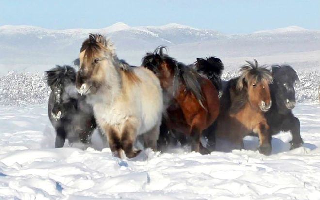 Phát hiện máu lỏng trong xác ngựa hóa thạch 42.000 năm tuổi, cơ hội hồi sinh một giống loài tuyệt chủng không còn xa