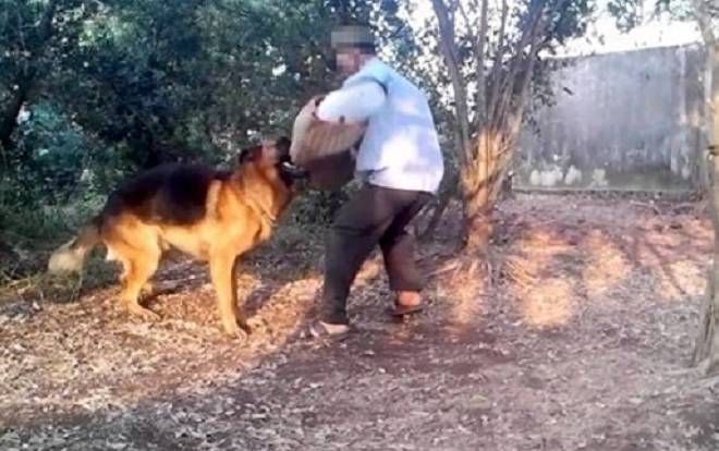 Chó becgie tấn công bé trai 4 tuổi đến lóc cả da đầu