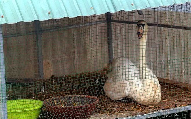 Đàn thiên nga đẻ gần 20 trứng ở hồ Thiền Quang