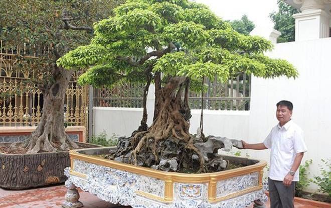 Vườn cây nhà đại gia: Sanh Bảo Đại 30 tỷ, lộc vừng phát lộc 8 tỷ