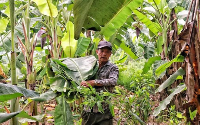Lá chuối thay nilon, người dân kiếm bạc triệu từ nghề chặt lá chuối