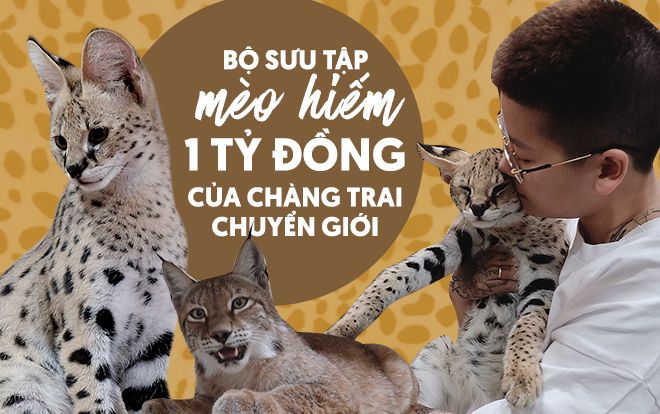 Chàng trai chuyển giới và bộ sưu tập mèo hiếm 1 tỉ đồng: '7 lần bị từ chối vì quan niệm người Việt ăn thịt chó mèo'