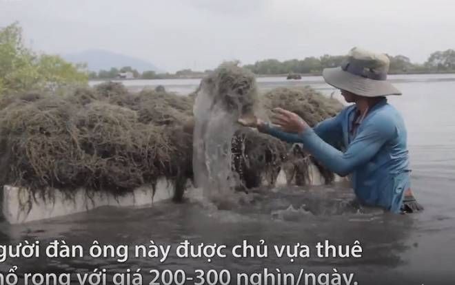 Ngâm mình nhổ rong trong hồ nuôi hải sản ở Vũng Tàu