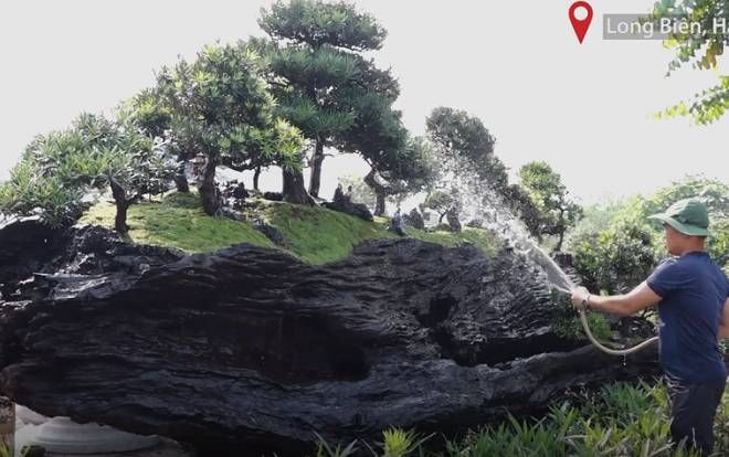 Bộ tiểu cảnh tùng la hán trên thân gỗ lũa giá 3 tỷ đồng