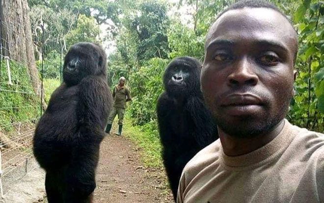 Lý giải bất ngờ phía sau bức ảnh khỉ đột đứng selfie như người gây bão cộng đồng mạng