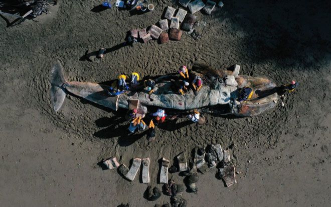 Bí ẩn đằng sau cái chết của hàng chục con cá voi xám với bụng trống rỗng