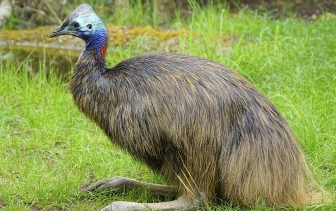 Đấu giá con chim nguy hiểm nhất thế giới vừa giết chủ