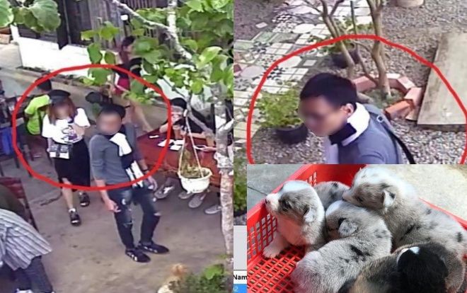 Đi chơi lễ, đôi nam nữ tiện tay… bế trộm chó Corgi hơn 10 triệu đồng ở Đà Lạt khiến dân mạng truy lùng ráo riết