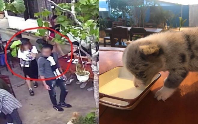 Chú chó Corgi bị khách du lịch tiện tay 'cầm nhầm' ở Đà Lạt đã về lại với chủ: 'Mình chọn cách dĩ hoà vi quý hết mức'