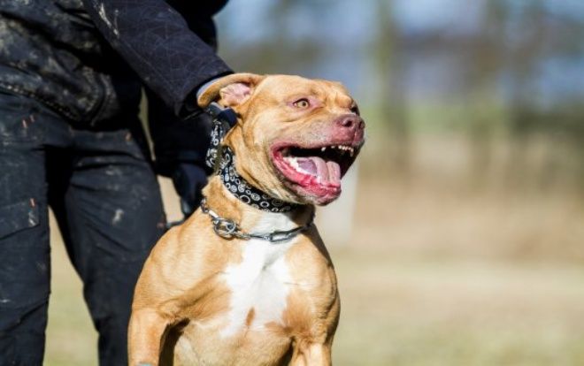Cụ bà bị chó pit bull tấn công điên cuồng, cắn rách cả hai tai