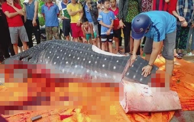 Sự thật cá voi nhám quý hiếm nặng hơn 1 tấn bị xẻ thịt bày bán ở Thanh Hóa
