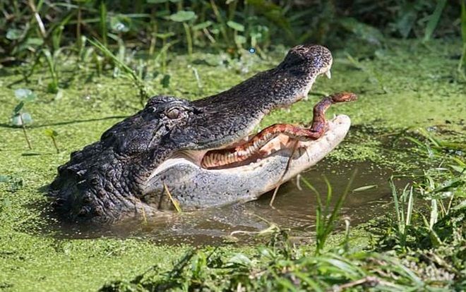 Rắn vùng vẫy thoát khỏi bộ hàm sắc nhọn của cá sấu đói và cái kết nghẹt thở