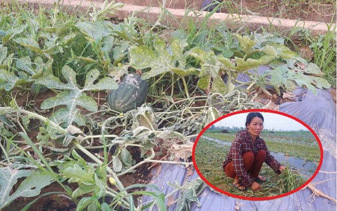 Người dân chết lặng khi 5 sào dưa hấu bị kẻ gian phá hoại