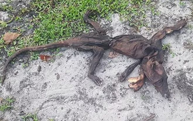 Đang thong dong đi dạo trong vườn, người phụ nữ lăn ra chết giấc khi thấy một thứ kinh dị