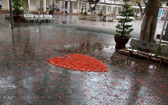 'Sau mưa, phượng rơi nhiều quá thì mình làm gì?' và câu trả lời khiến dân mạng tròn mắt bất ngờ