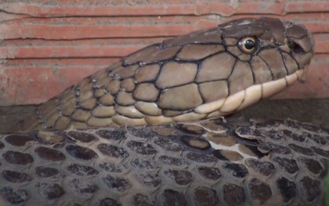 Cận cảnh cặp rắn 'khủng' nặng 60kg vừa được phát hiện ở vùng Bảy Núi