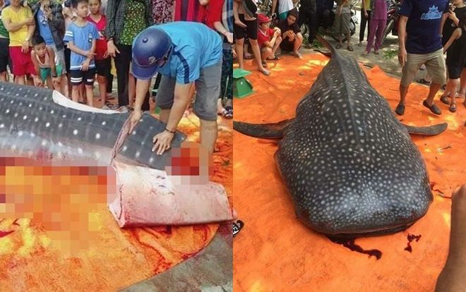 Xác định cá nặng gần 1 tấn mà ngư dân Sầm Sơn xẻ thịt là cá nhám voi quý hiếm
