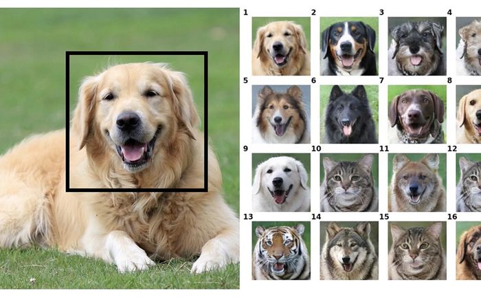 Công cụ đổi mặt siêu hay này có thể biến thú cưng của bạn thành bất cứ con vật nào