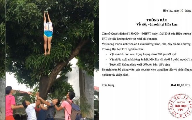 Ngăn sinh viên trộm xoài lậu, Đại học FPT ra công văn: 'Nghiêm cấm vặt xoài 3 quả/1 người/1 ngày vì… không ăn hết'