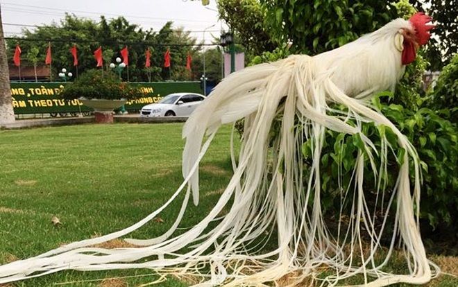 Hơn trăm triệu đồng một con gà đuôi dài 2,5 m
