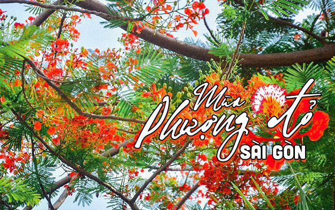 Sài Gòn, mùa hè, phượng đỏ và những chia xa…