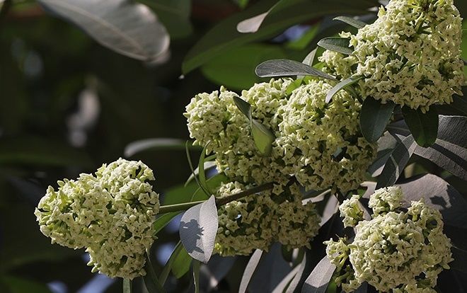 Vì sao hoa sữa Hà Nội nở trái mùa?